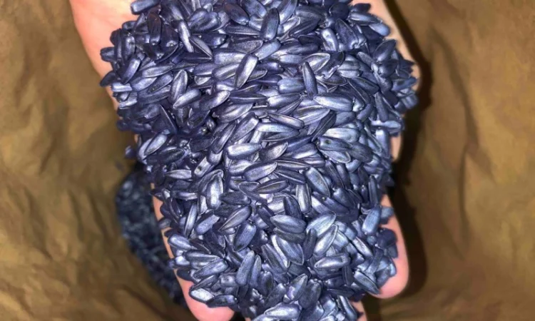 Насіння соняшнику для пересіву чи пожнивних посівів - фото № 4