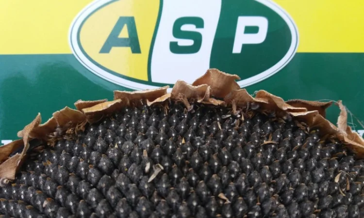 Семена подсолнечника стойкие к Заразихе - фото № 1