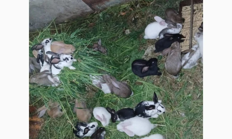 Продаются кролики живым весом - фото № 1