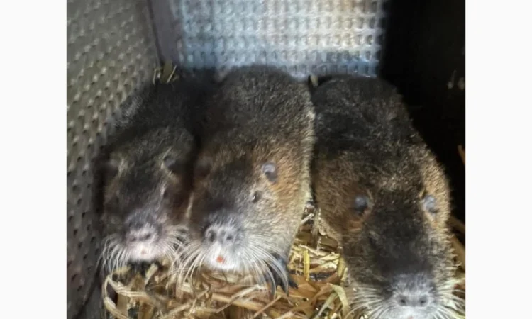 Продается молодняк нутрий - фото № 1