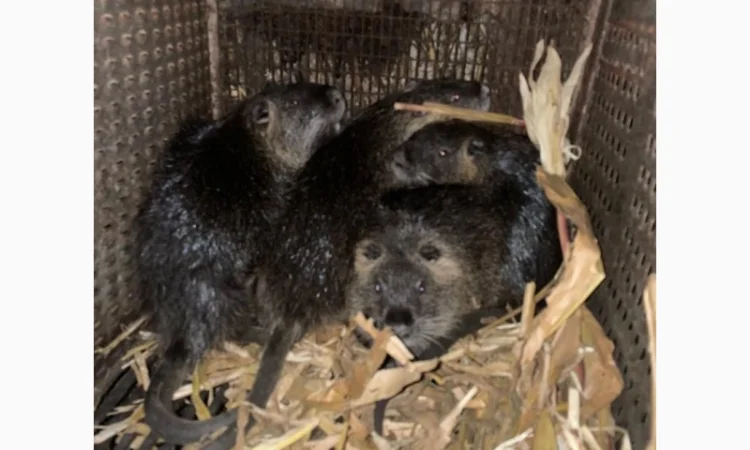 Продается молодняк нутрий - фото № 7