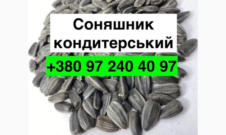 Продам насіння Соняшника кондитерського - фото № 1