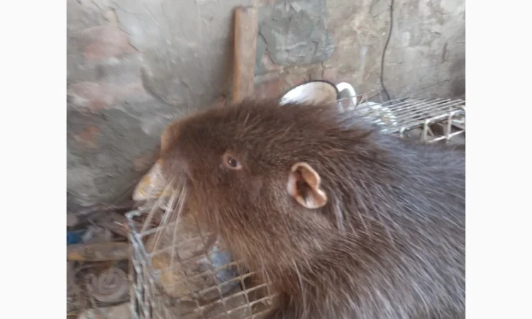 Продажа мяса нутрии - свежие туши от 2.7 до 4 кг - фото № 1