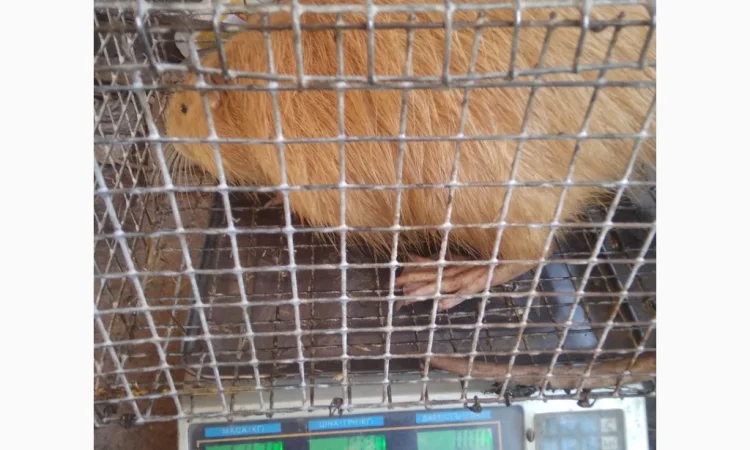 Продажа молоди нутрий - фото № 1