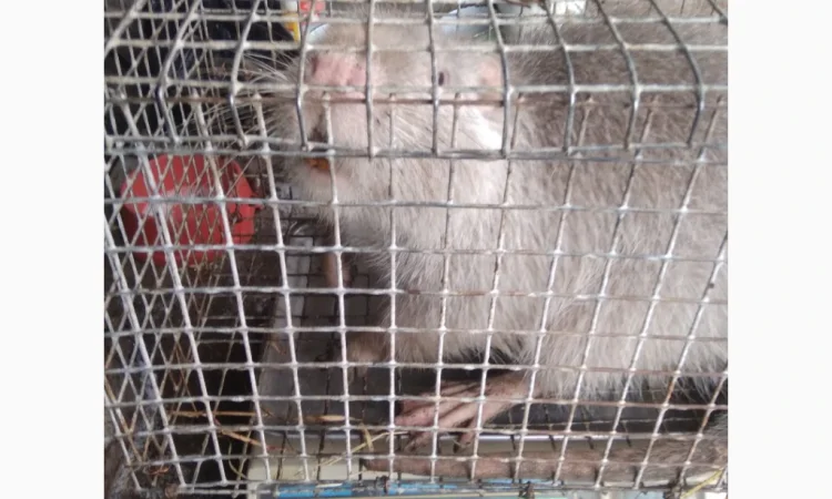 Продажа молоди нутрий - фото № 10