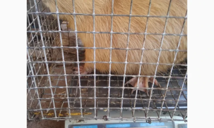 Продажа молоди нутрий - фото № 2