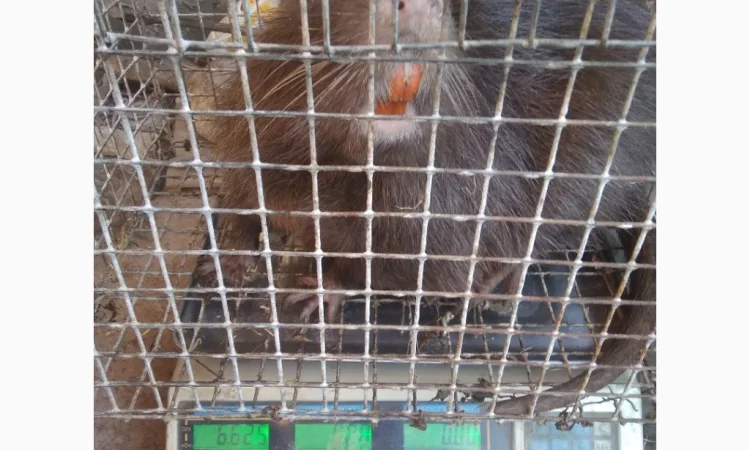 Продажа молоди нутрий - фото № 4