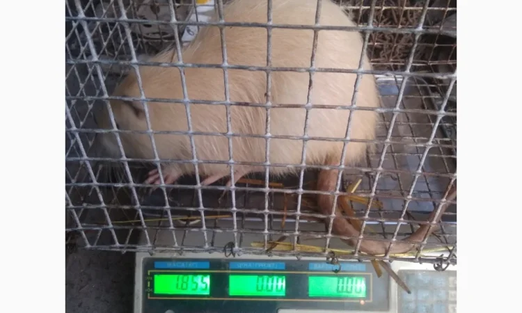 Продажа молоди нутрий - фото № 5