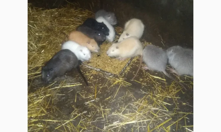 Продажа молоди нутрий - фото № 7