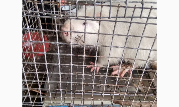 Продажа молоди нутрий - фото № 8