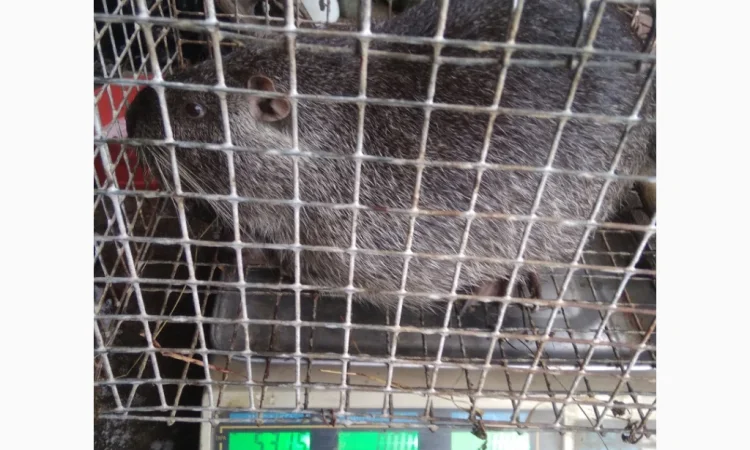 Продажа молоди нутрий - фото № 9