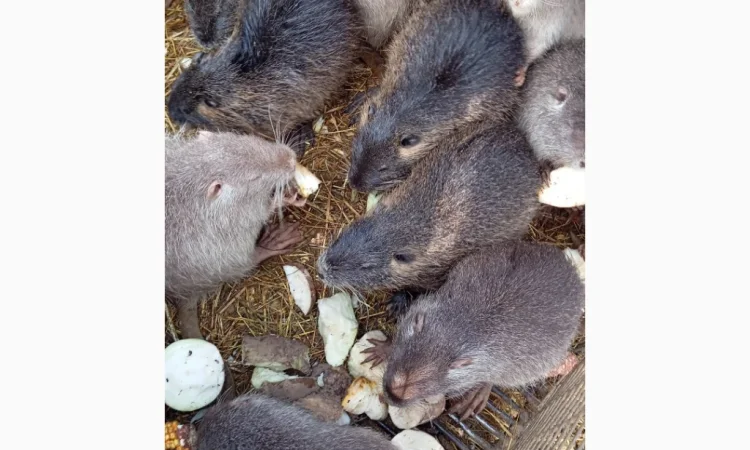Пропонуються нутрії – молоді самці і самки - фото № 2