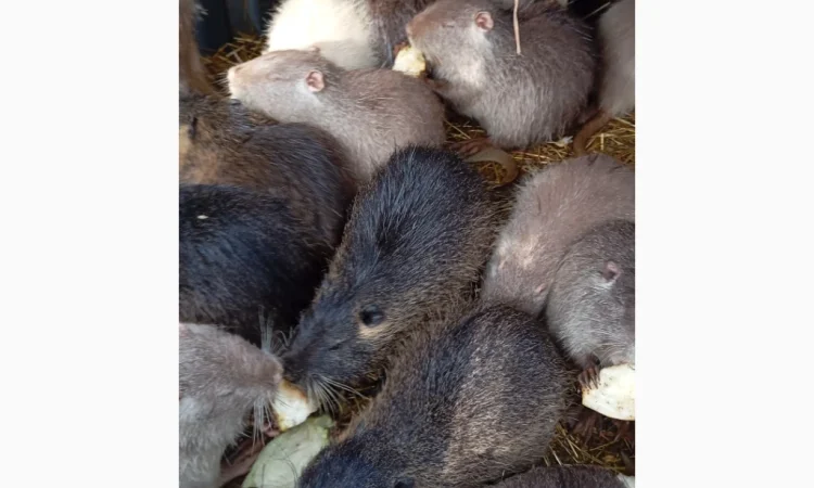 Пропонуються нутрії – молоді самці і самки - фото № 4