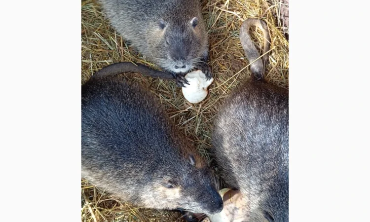 Пропонуються нутрії – молоді самці і самки - фото № 5