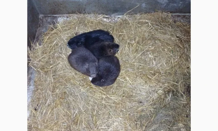 Продаются нутрии живым весом - фото № 1