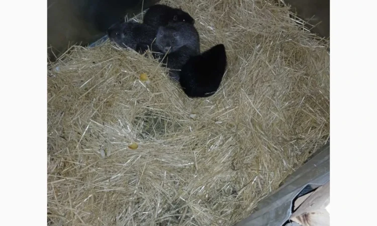 Продаются нутрии живым весом - фото № 2