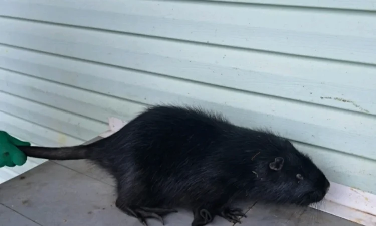 Пропонується нутрія канадська - фото № 1