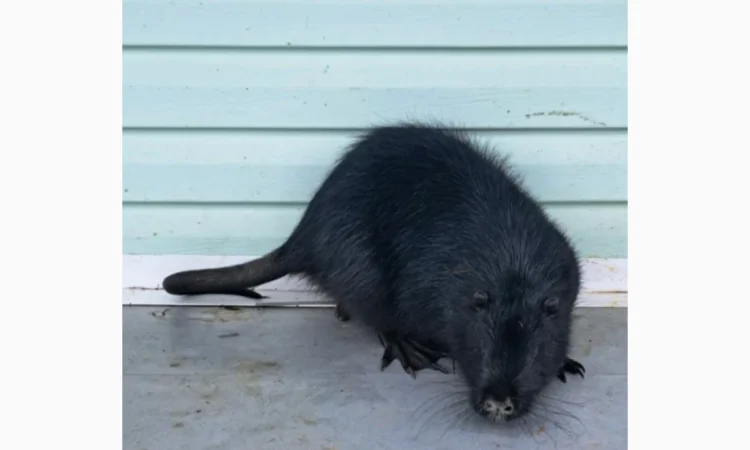 Пропонується нутрія канадська - фото № 2