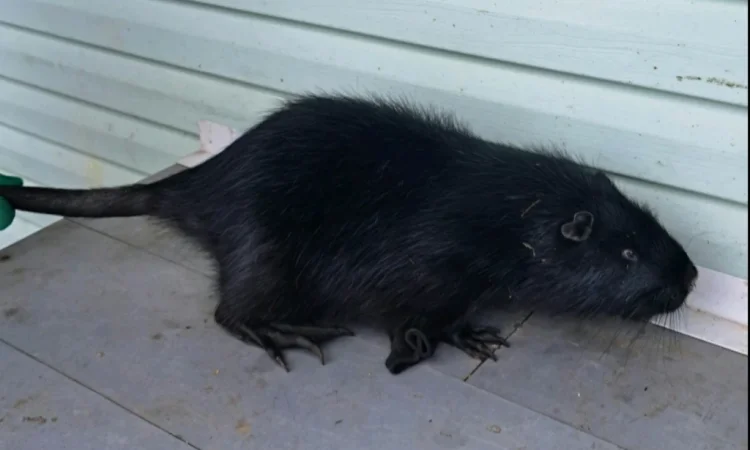 Пропонується нутрія канадська - фото № 3