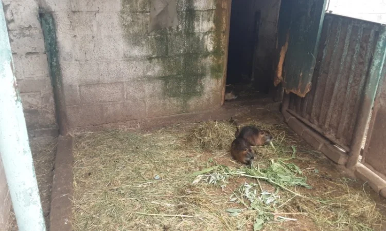 Продаются нутрии живым весом - фото № 1