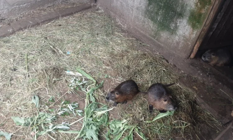 Продаются нутрии живым весом - фото № 2