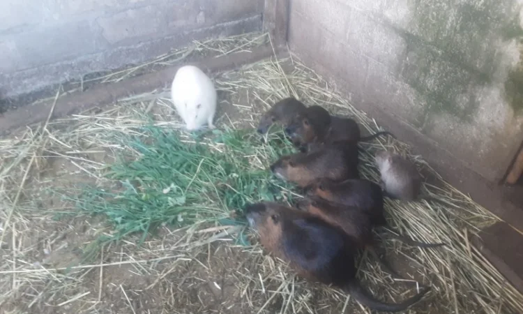 Продаются нутрии живым весом - фото № 3