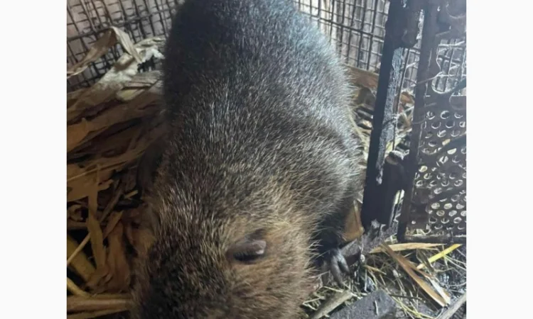 Продаются племенные нутрии разных возрастов - фото № 1