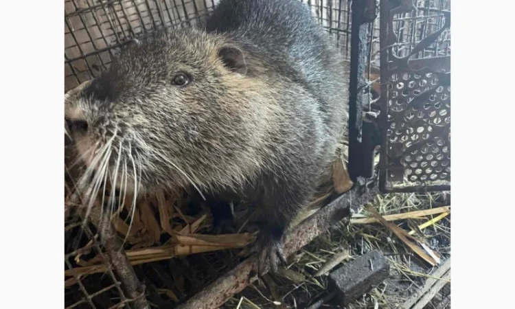 Продаются племенные нутрии разных возрастов - фото № 2