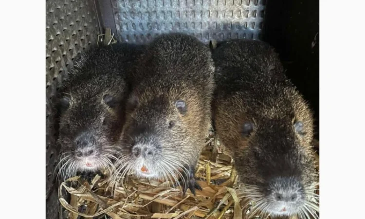 Продаются племенные нутрии разных возрастов - фото № 3