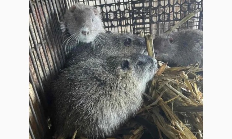 Продаются племенные нутрии разных возрастов - фото № 4