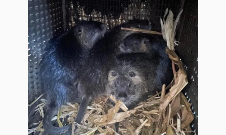 Продаются племенные нутрии разных возрастов - фото № 6