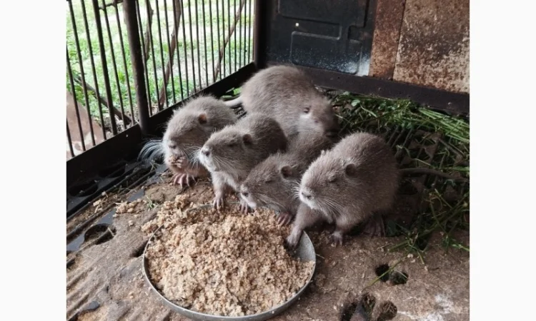Пропозиція нутрій віком від 2 до 5 місяців - фото № 1
