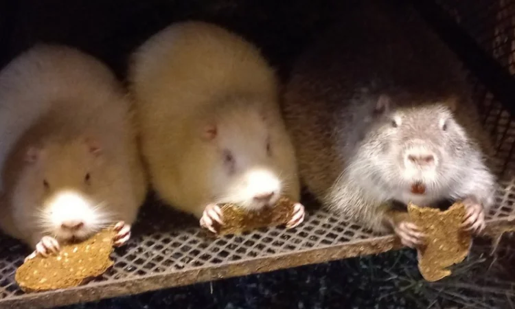 Пропонується молодняк нутрії 3-4 місяці - фото № 1