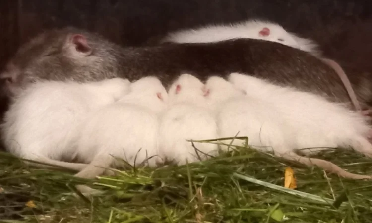 Пропонується молодняк нутрії 3-4 місяці - фото № 2