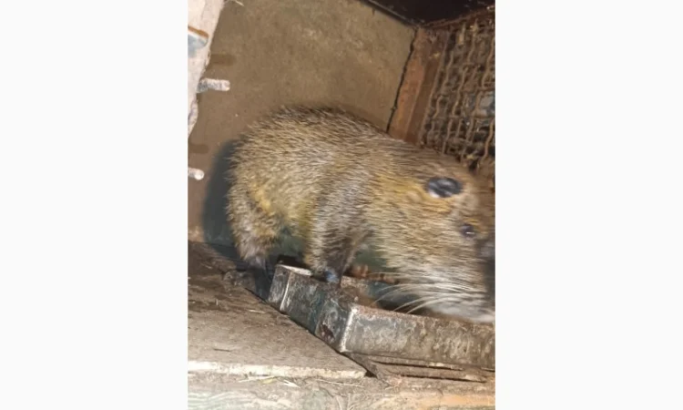 Продам Нутрій - фото № 1