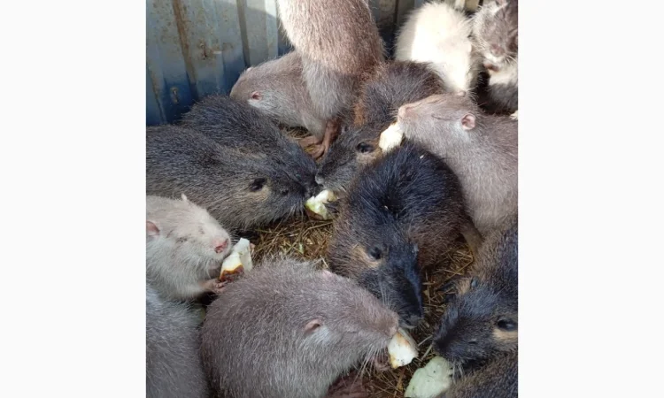 Продам молоді нутрії є самки і самці - фото № 3