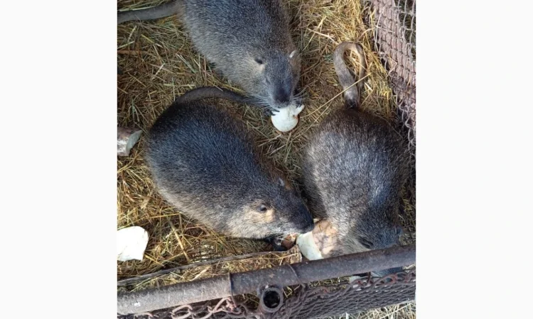 Продам молоді нутрії є самки і самці - фото № 5