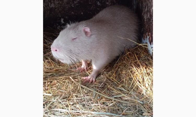 Продам молоді і кітні самки - фото № 7