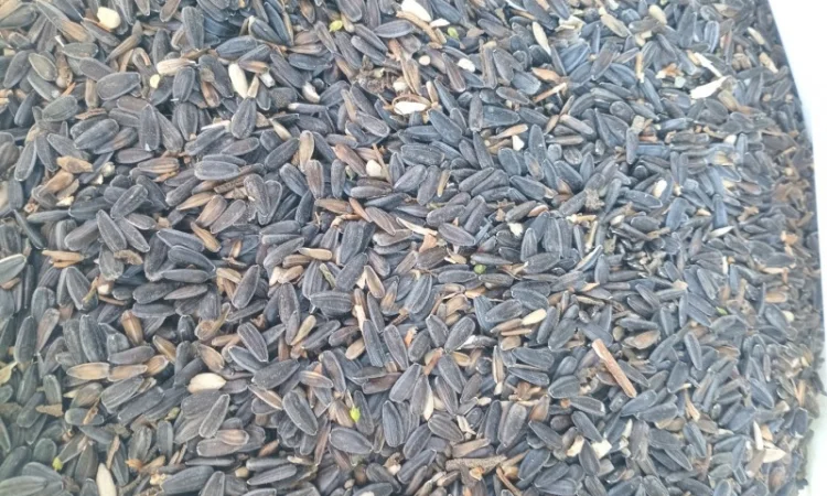 Купимо відходи соняшника - фото № 2