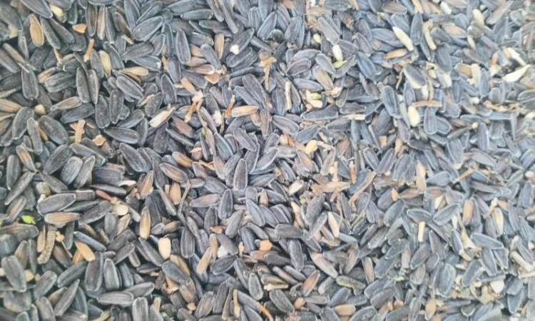 Купимо відходи соняшника - фото № 3