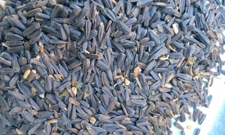 Купимо відходи соняшника - фото № 4