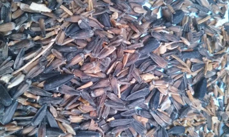 Купимо відходи соняшника - фото № 8