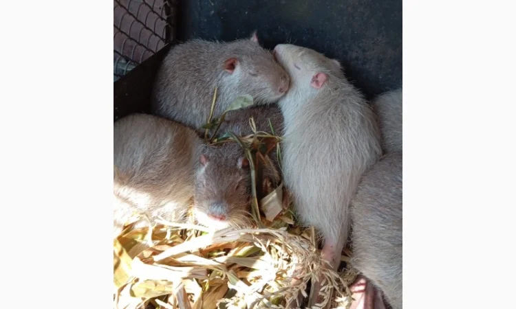 Продам молоді нутрії - фото № 1