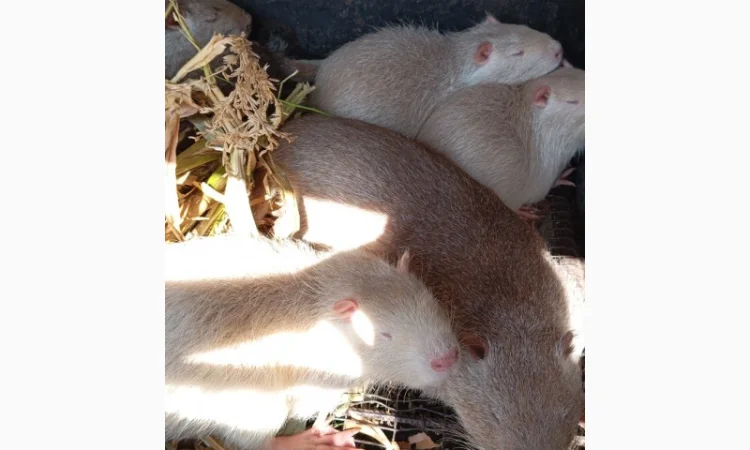 Продам молоді нутрії - фото № 2