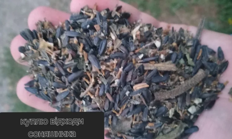 Підприємство купить ділові відходи соняшника - фото № 2