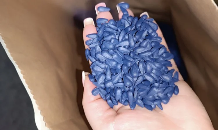 Насіння соняшнику Фуріус КЛП (Євролайтинг+) - фото № 2