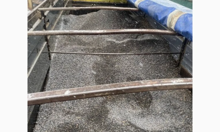 Продам калиброванный подсолнух - фото № 1