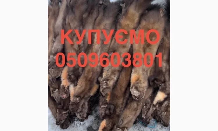 Покупаем шкурки куницы, бобра и норки дорого - фото № 1