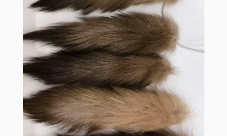 Продажа хвостов куницы, тысячи штук в наличии - фото № 1