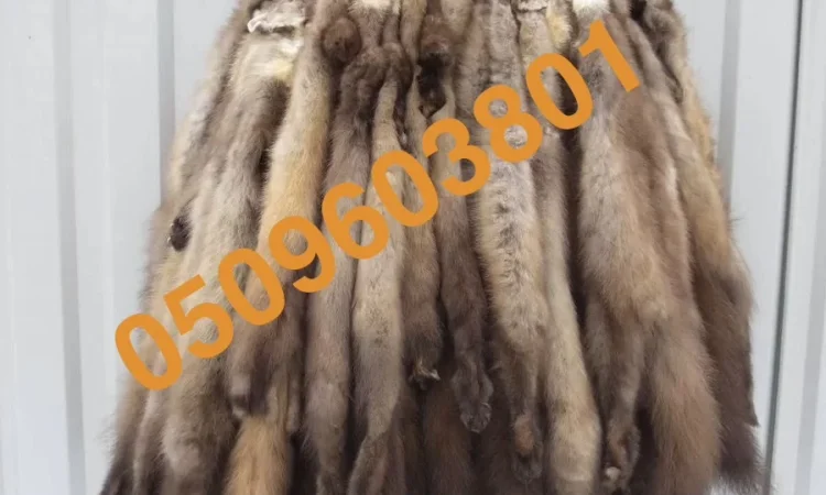 Куплю хутро куниці за ринковими цінами з швидкою виплатою - фото № 1